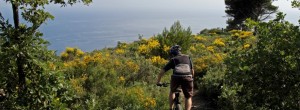 Mtb img